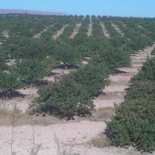 mskanli's profile picture. 