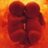 BrideliceBridel's profile image