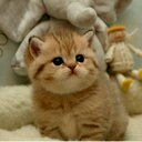 ★☆(*´з`*)☆★ (@0323Cohki) Twitter
