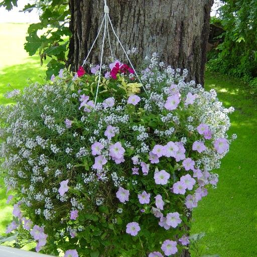 MsCindyL's profile picture. 