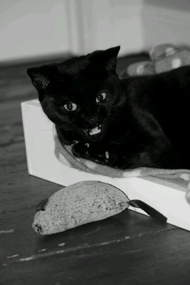 KarlDouse's profile picture. Audiophile, cat dad, student, petrol head.