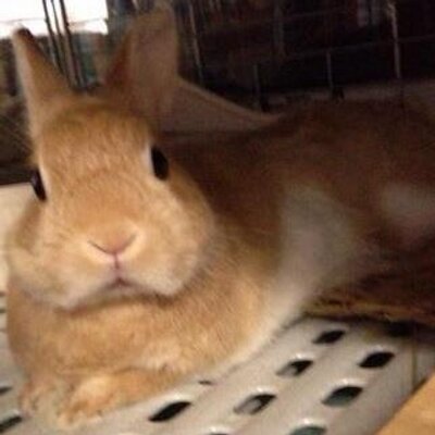 ちょとろ(あにぃ。)