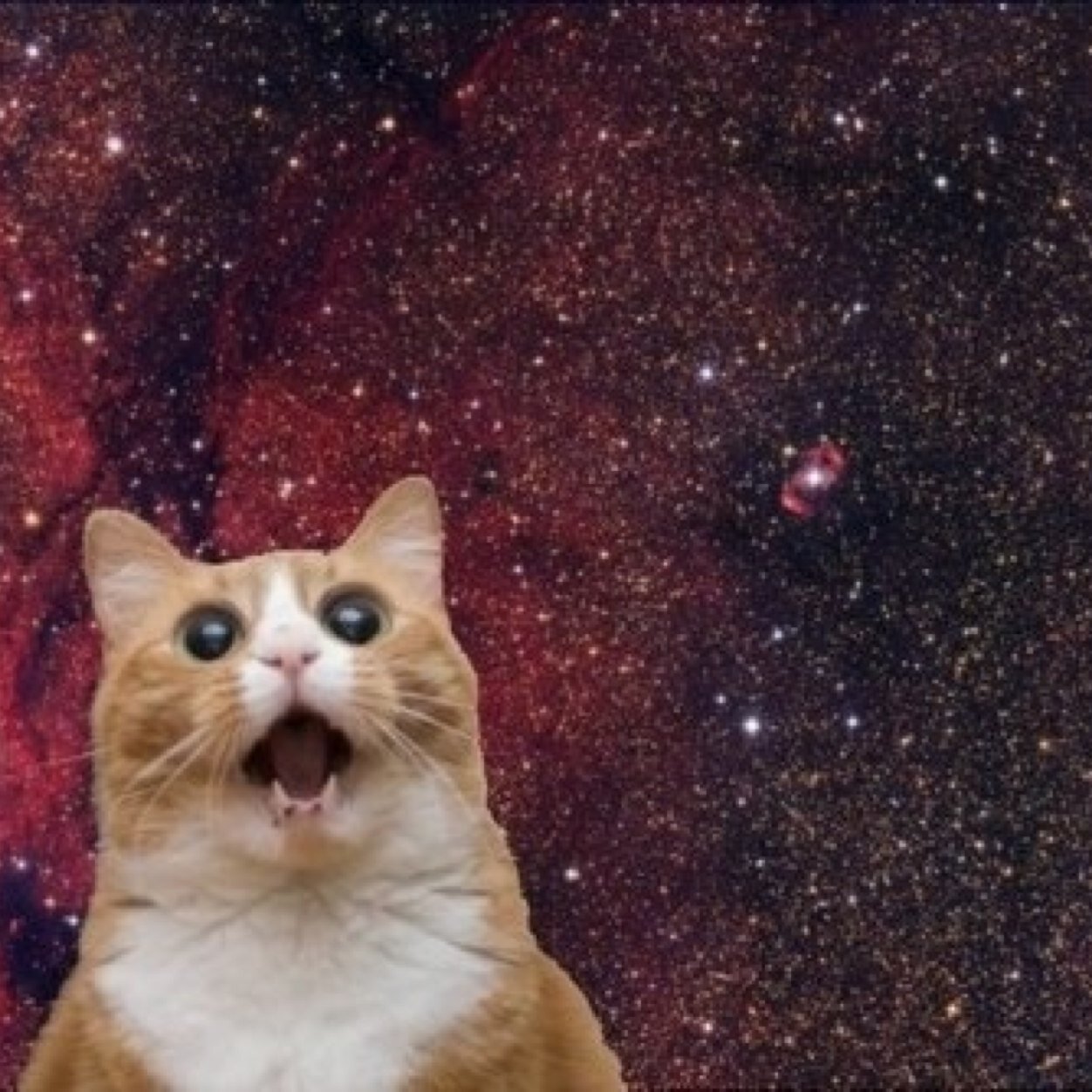 Cat Space Pics (CatSpacePics) Twitter