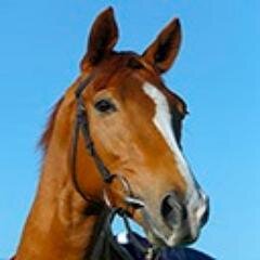I've got the best job in the world, cos I'm a racehorse who happens to be owned by Sky Sports News. Watch this space for some exciting antics across the season!