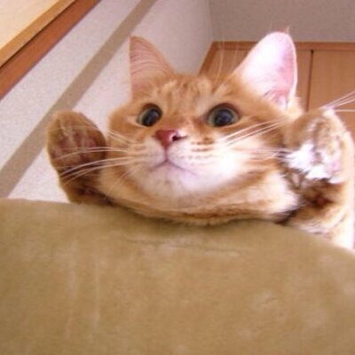 しらたき
