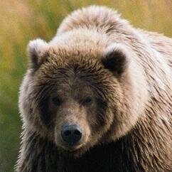 Обычный парень - обычный Георгий, обожаю всё что связанно с природой и животными. Любимое животное - медведь! Интересуюсь автомобилями, работаю и учусь!