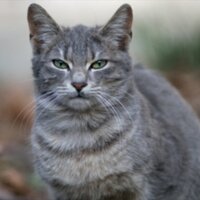 Claire's Adso (@therealadso) 's Twitter Profile