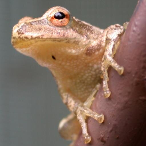 Tenu par Jean-François Noulin, un naturaliste et un communicateur scientifique qui s'emploie à tisser des liens entre l'humain et sa vraie nature.