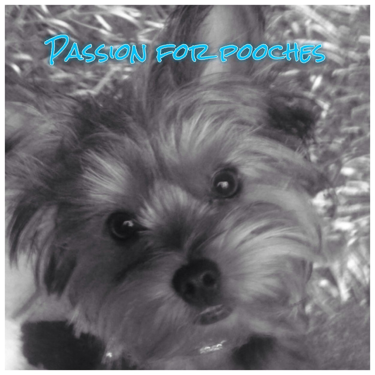 Luxury online dog boutique for all those pampered pooches!
passionforpooches@outlook.com to order or DM!
