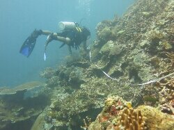 Young diver...Scientific Diver...coral reef lover...
 my job is my adventure
