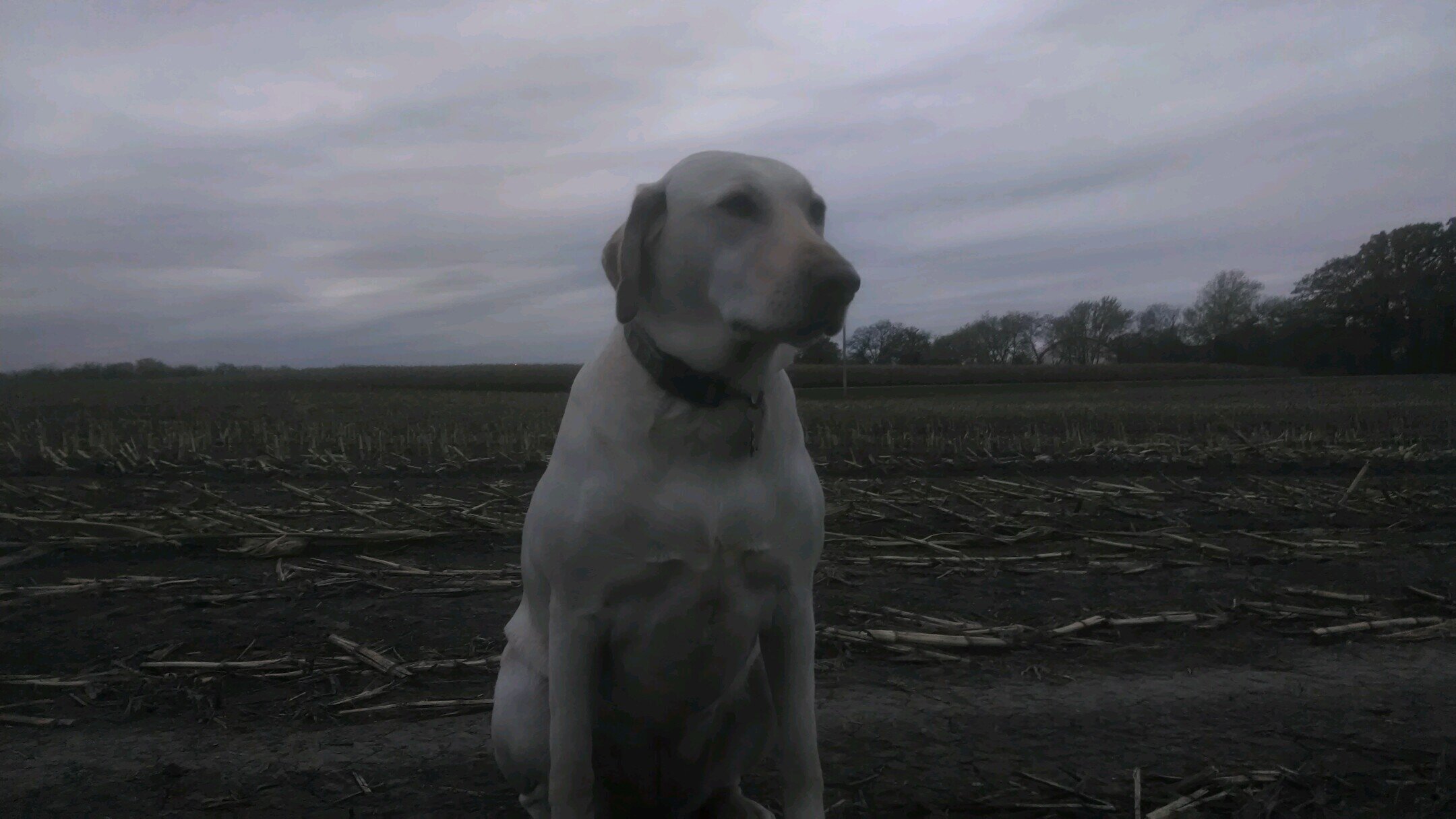 snuffmeister66's profile picture. Dairy Farmer/Holstein breeder