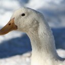 Dawn Dutton - @drdutton - Twitter