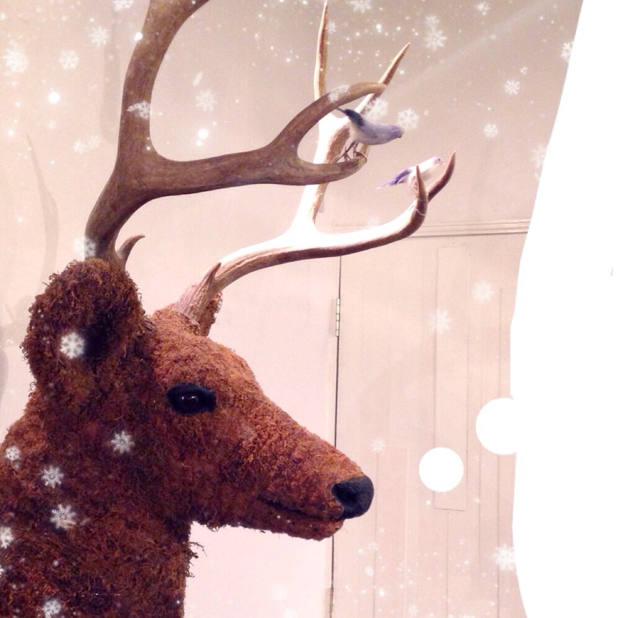 hijiribashi's profile picture. 趣味はライブ、手芸、お菓子作り、散歩、写真などなど。将来の夢はスナフキンになること！