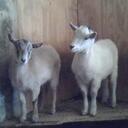 melissa sharp - @missy322780 - Twitter