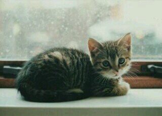 I dont remember my past, I would love to have a Clan! or a mate! I'm always happy! #Single #She-cat Bro @BlazeInferno_