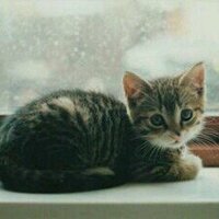 Frosttail (@thinkingstill_) 's Twitter Profile