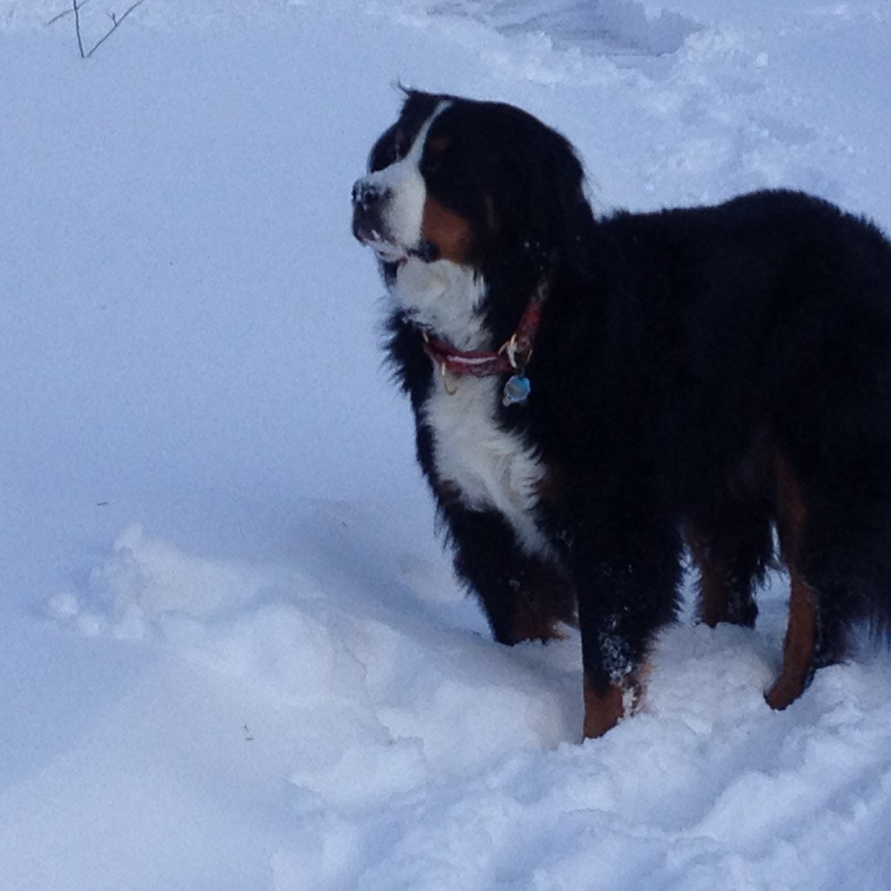 DandGforever's profile picture. 