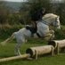 Mullacott Equestrian (@mullacott) Twitter profile photo
