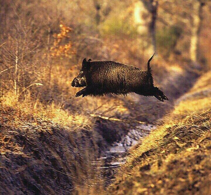 caza_todo's profile picture. Fotos , videos e información de caza mayor, tambien algo de toros
