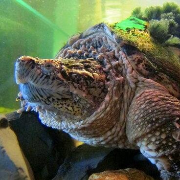 romesnappy's profile picture. Snapping turtle. Resident of Rome-Floyd County Eco Center. Arduino-connected (so they tell me). Opinions and Tweets are my own.. ish.