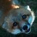 annie (@anuta_foxel) Twitter profile photo