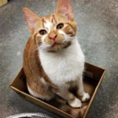 LDIndianaKitty's profile picture. 