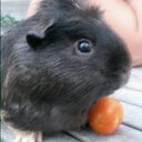 Sarah Macbeth - @thetiredgardner - Twitter