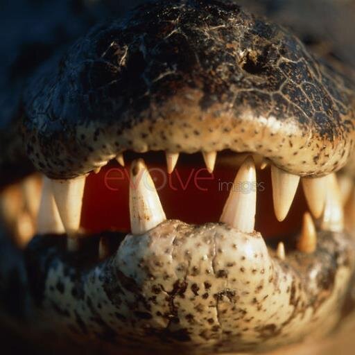 Caiman...3 Little Dudes, 1 BIG SOUND!!!