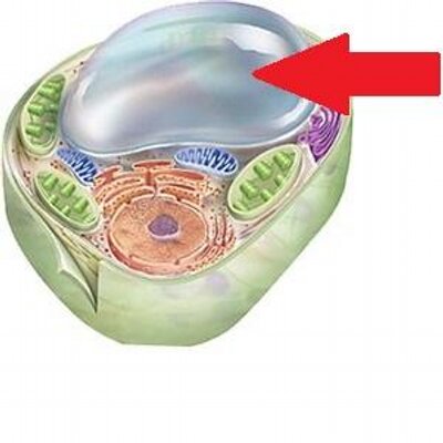Ã Â¸Å“Ã Â¸Â¥Ã Â¸ÂÃ Â¸Â²Ã Â¸Â£Ã Â¸â€žÃ Â¹â€°Ã Â¸â„¢Ã Â¸Â«Ã Â¸Â²Ã Â¸Â£Ã Â¸Â¹Ã Â¸â€ºÃ Â¸Â Ã Â¸Â²Ã Â¸Å¾Ã Â¸ÂªÃ Â¸Â³Ã Â¸Â«Ã Â¸Â£Ã Â¸Â±Ã Â¸Å¡ vacuole