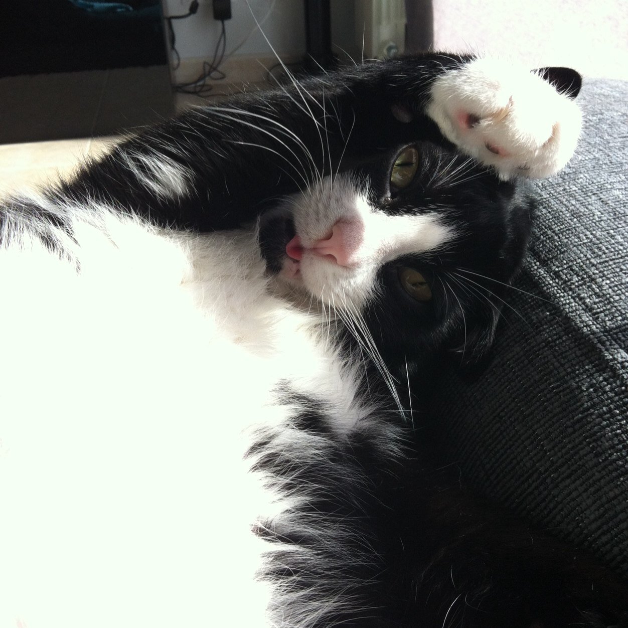 SaryRamis's profile picture. 