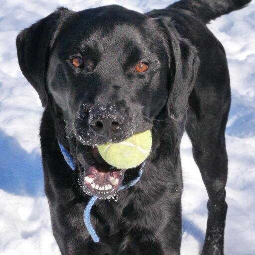 cschlintz's profile picture. 