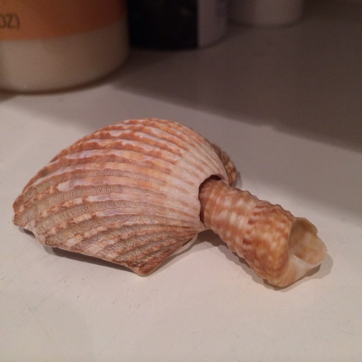 That_Beau_Leak's profile picture. Atheist; sexy; gay; witty; boobs. See?