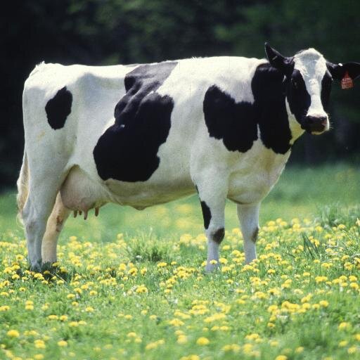 Dairy Cattle and Farming!