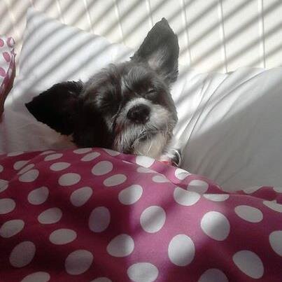 AllyLogue's profile picture. 