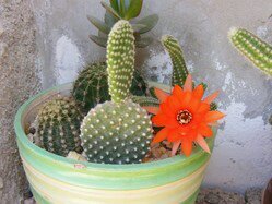 QasmiahAbu's profile picture. 