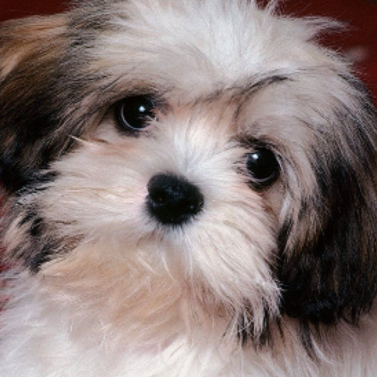 My vine is CutePuppy;) And please follow me i want more people to follow me i might make a youtube so look out