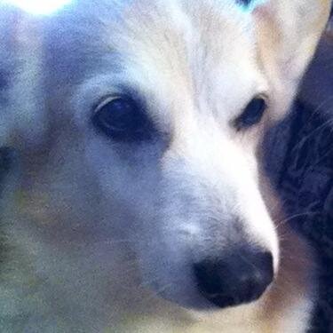Christ is King!
A corgi at heart, Capippalist, Starknight, Kaniki.
