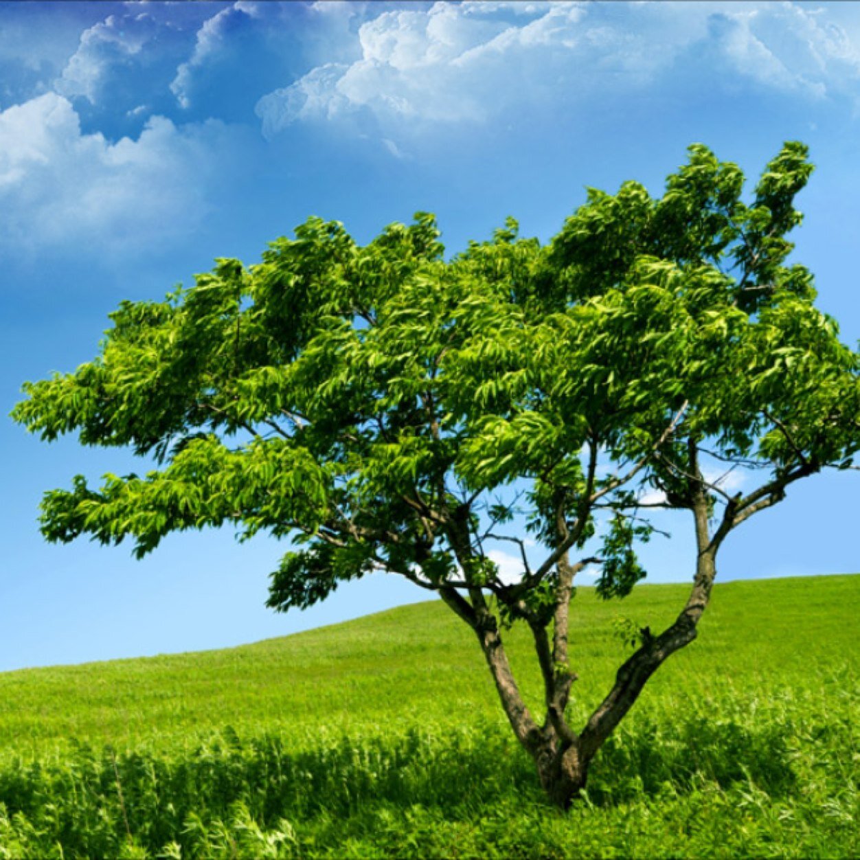 RenewablesTree's profile picture. 