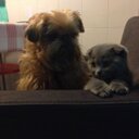 rosa ponte - @ilvellodoro68 - Twitter