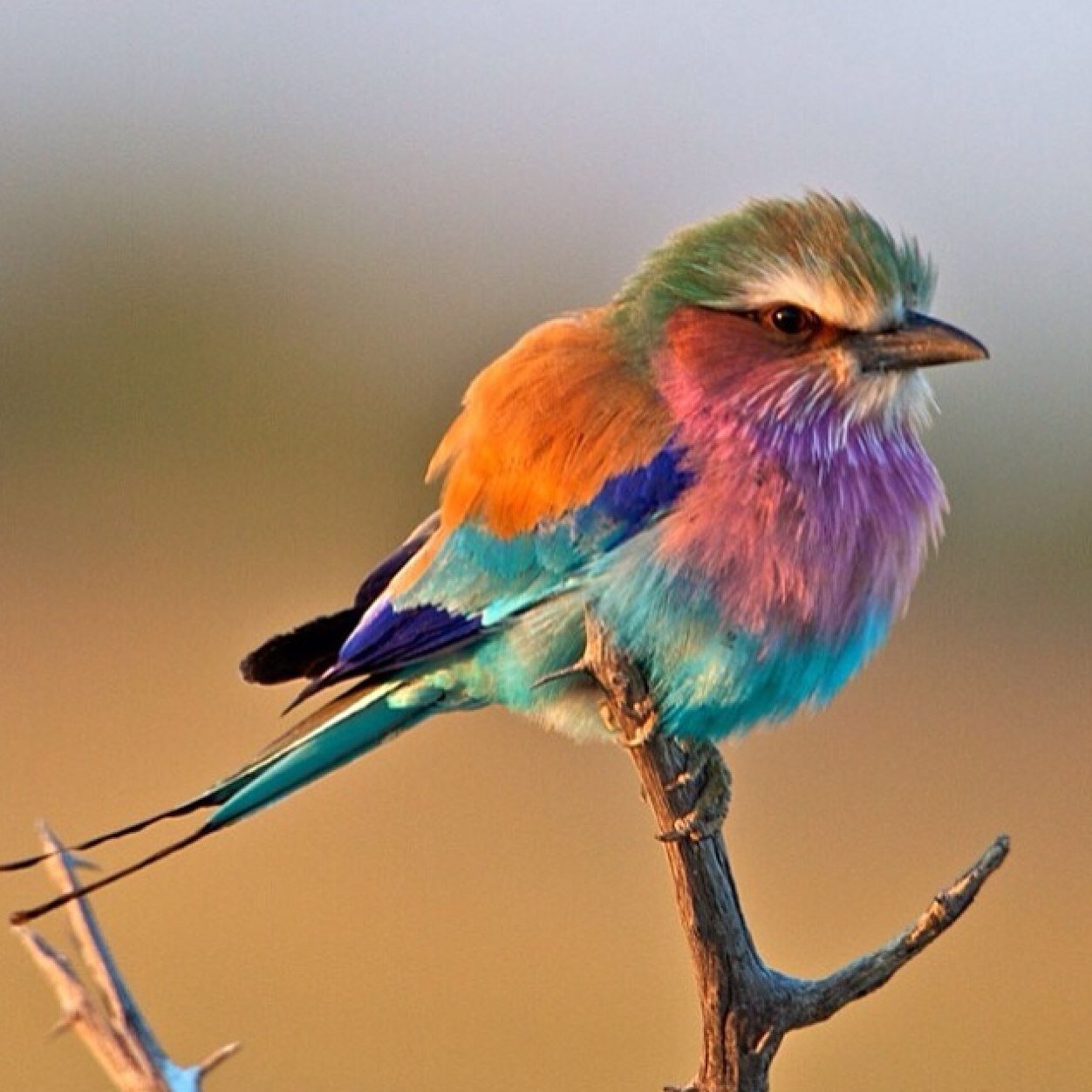 wavesea31's profile picture. 