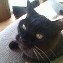 Lesley Morrison - @LMOTWEET - Twitter