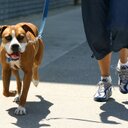 Sara Peek - @PeeksDogService - Twitter