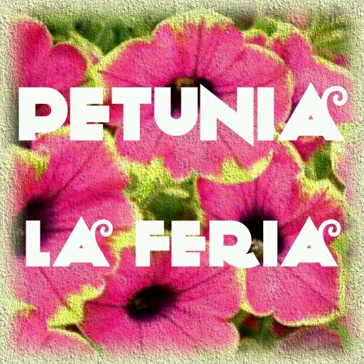 Petunia La Feria, ubicada en el corazón de la Ciudad de Buenos Aires.
Convoca expositores. Los esperamos el segundo domingo de cada mes.