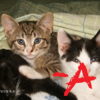 ebbtide252's profile picture. I am an animal loving, pro-life, pro-Israel, conservative republican. I love God and the constitution and the way this country was when people were friendly.