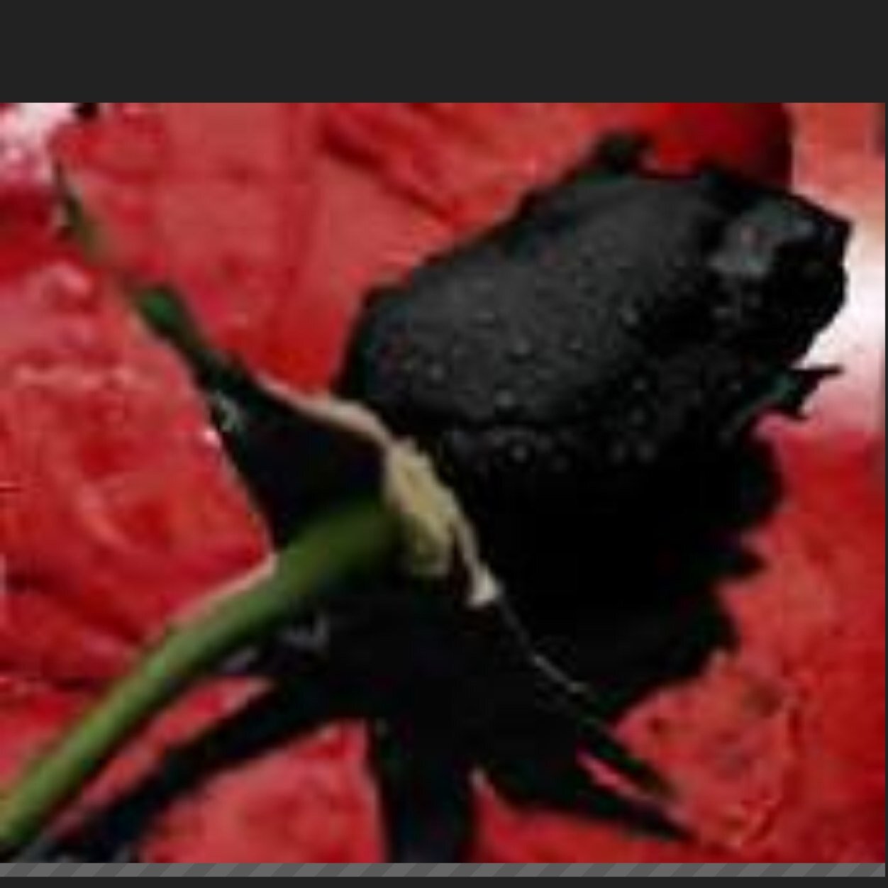 adreauna's profile picture. 