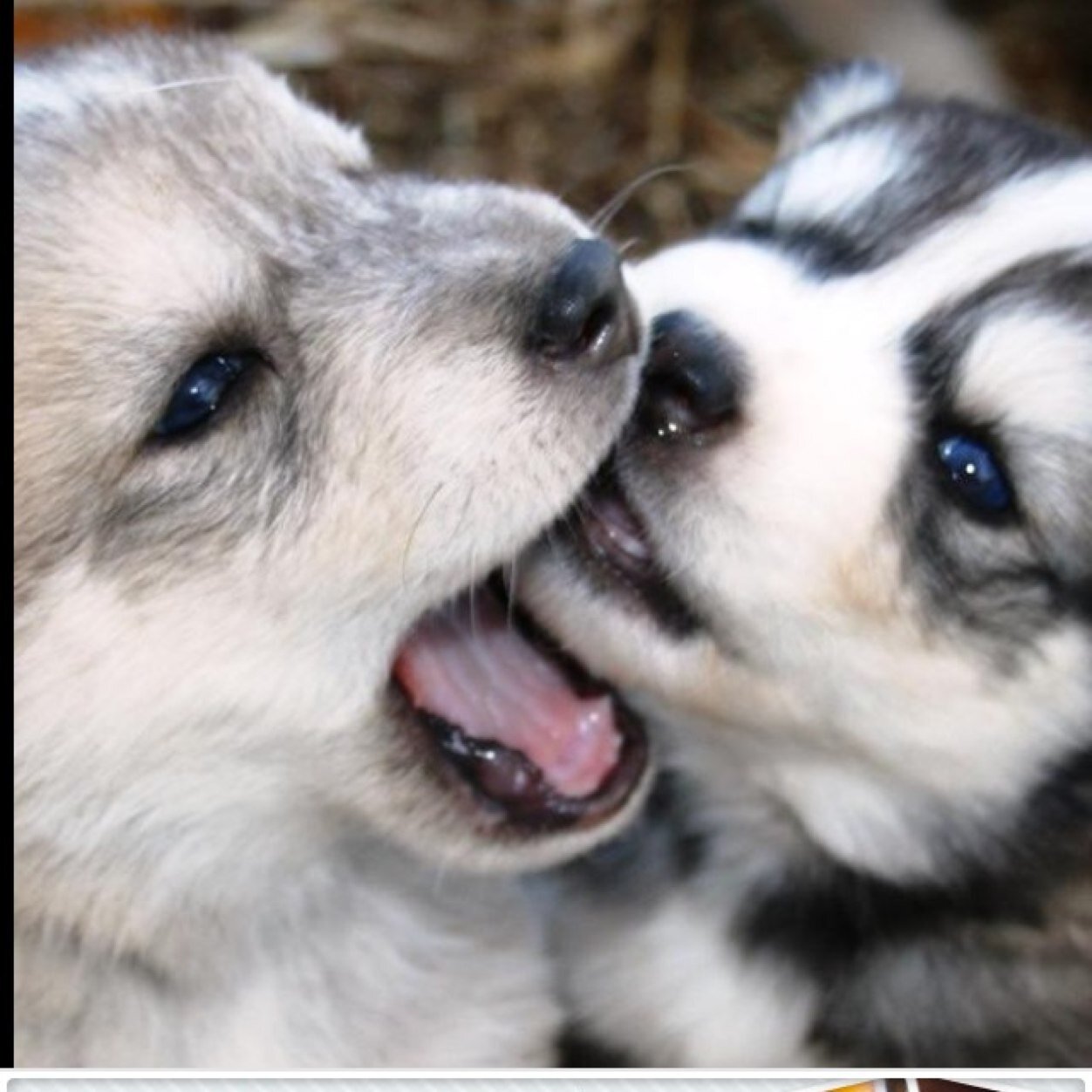 makinbacon1234's profile picture. Haters going to hate followers going to follow be a leader and love to every one