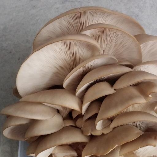 Central Texas' best gourmet mushrooms, grow-kits, and fungal cultivation supplies.