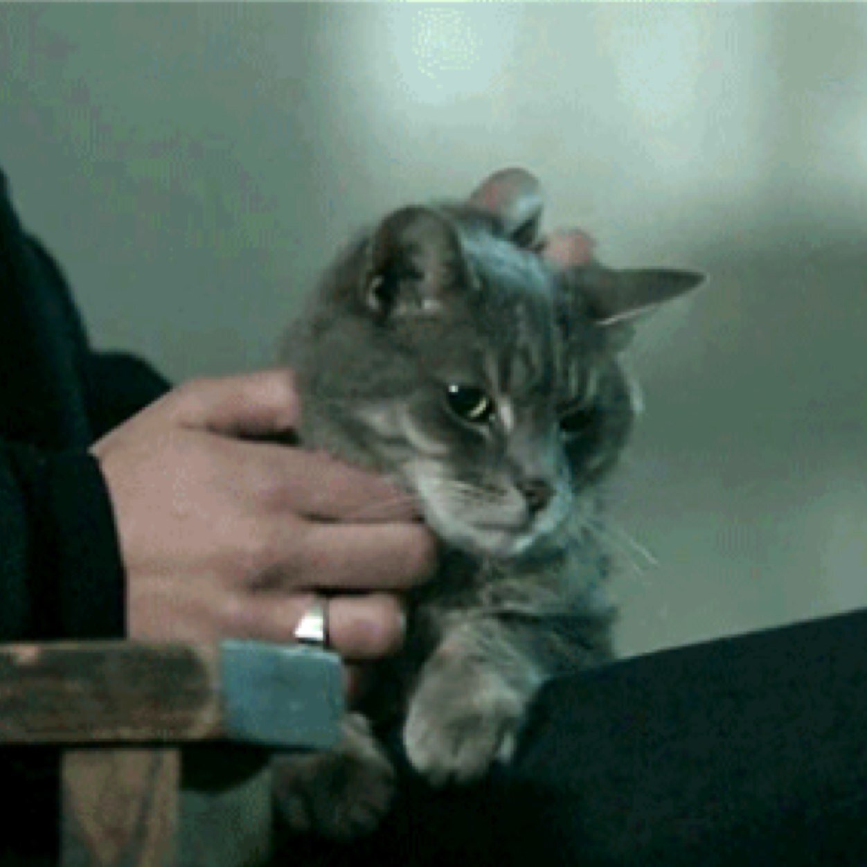 @ScruffyGypsy's cat. I love adventure and I am very protective of Peter.