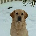 sandy lemons - @PollysNCEngLabs - Twitter