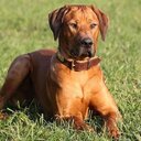 Dean Massie - @Deaner531 - Twitter